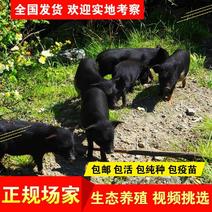 藏香猪种猪怀孕母猪育肥猪种猪都有现货数量几千只