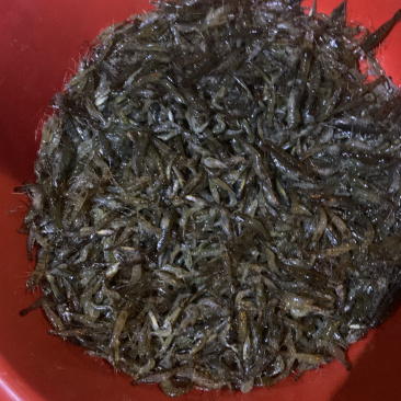虾