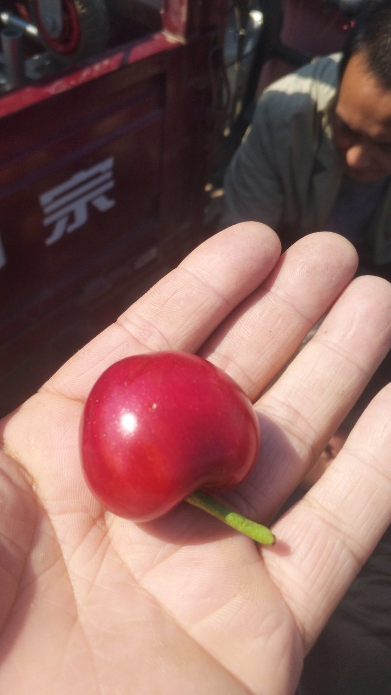山东美早布鲁克斯大樱桃