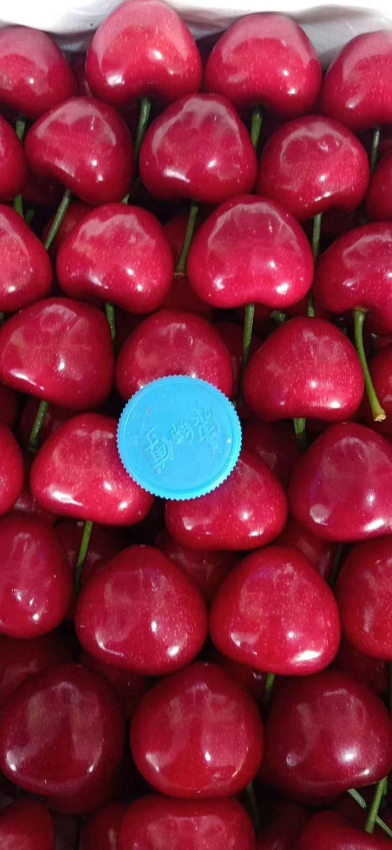 山东美早布鲁克斯大樱桃