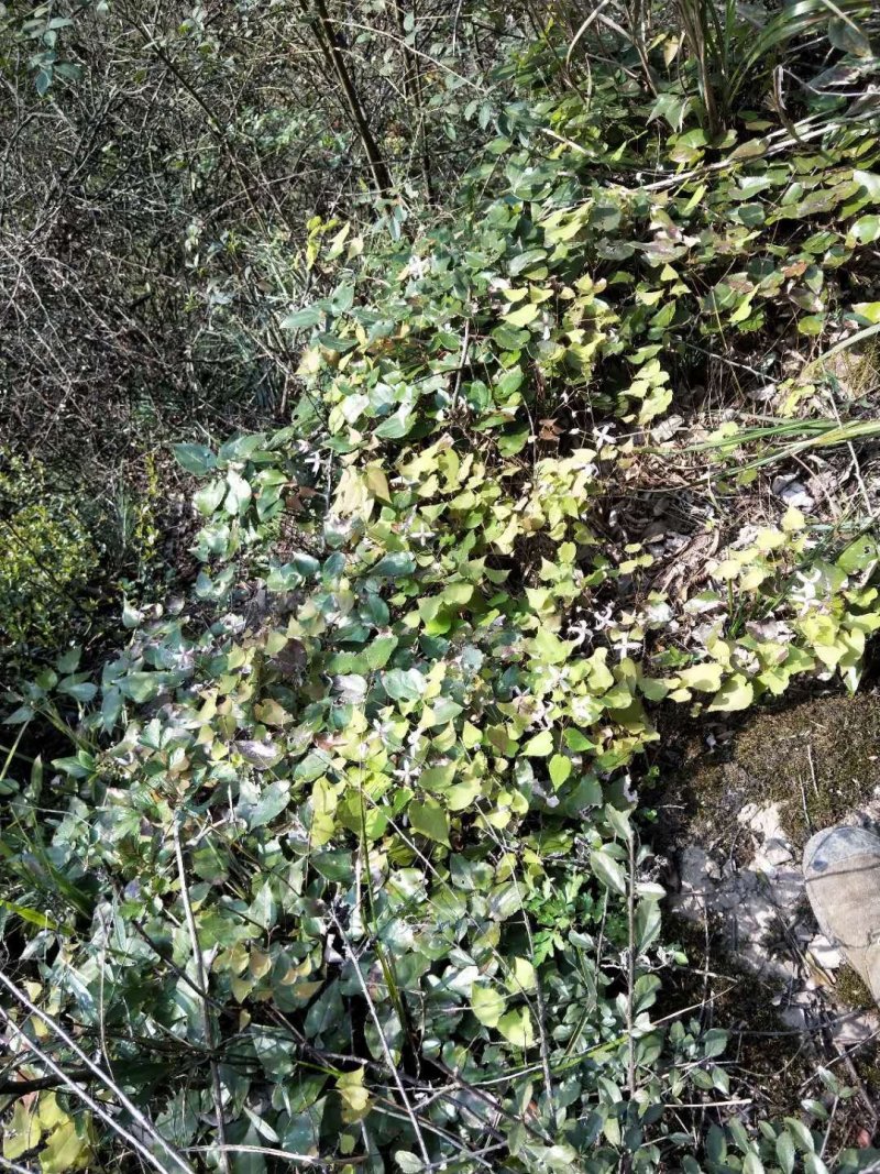 大量现货，纯野生，淫羊藿。