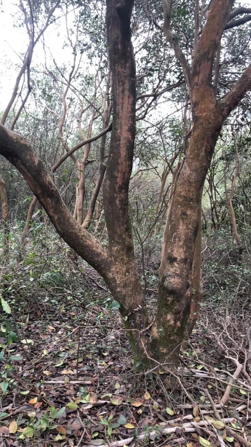 批发古桩油茶树，能够嫁接茶梅，茶花，大量供应，精品树形