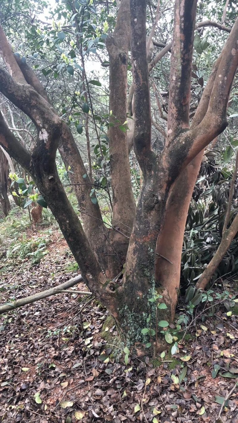 批发古桩油茶树，能够嫁接茶梅，茶花，大量供应，精品树形