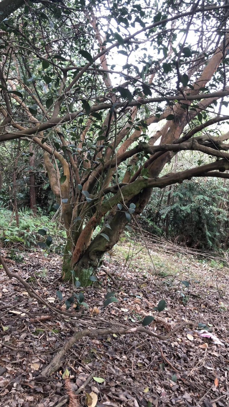 批发古桩油茶树，能够嫁接茶梅，茶花，大量供应，精品树形
