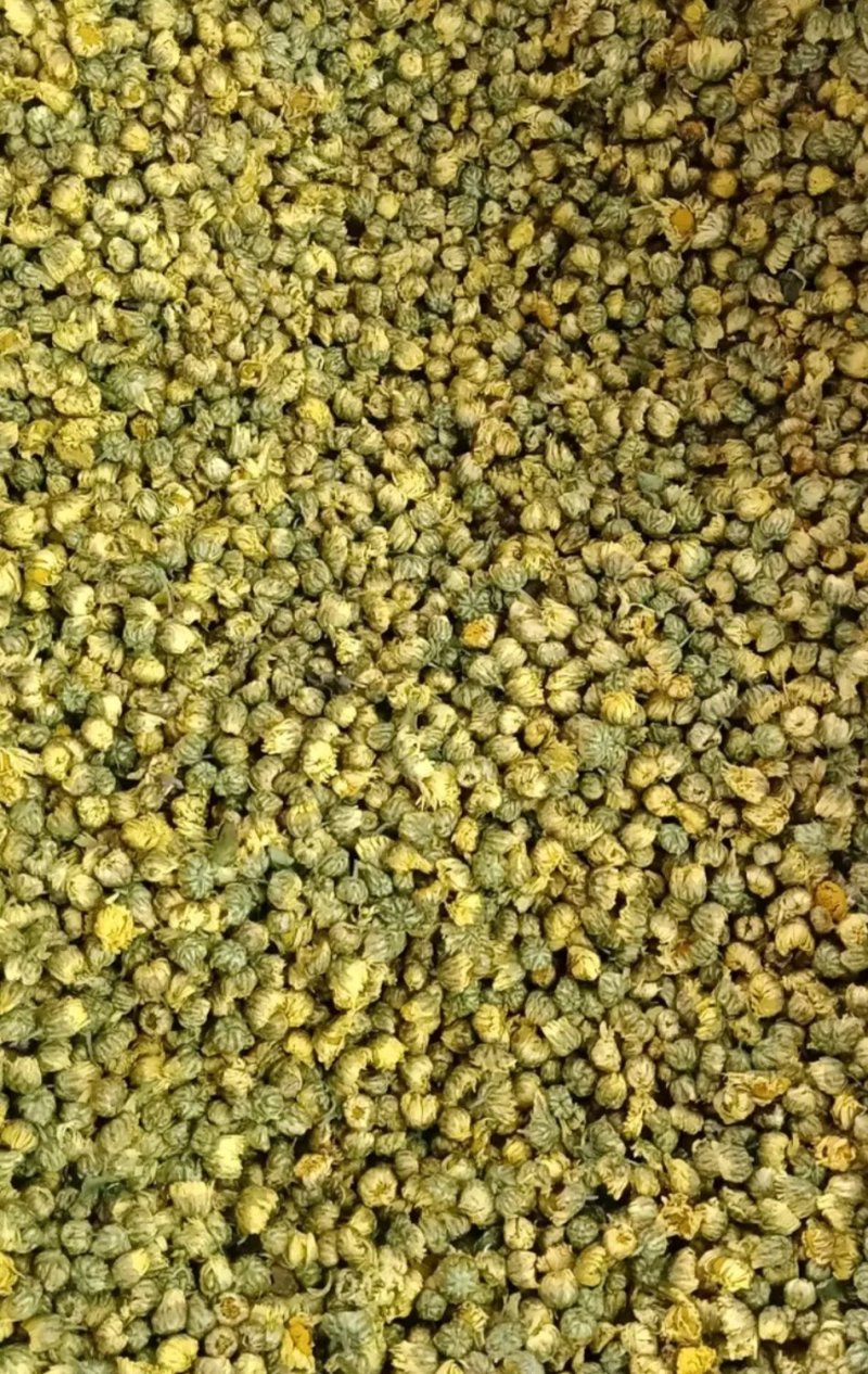 胎菊王各种规格批发胎菊米桐乡胎菊新货零售各种规格