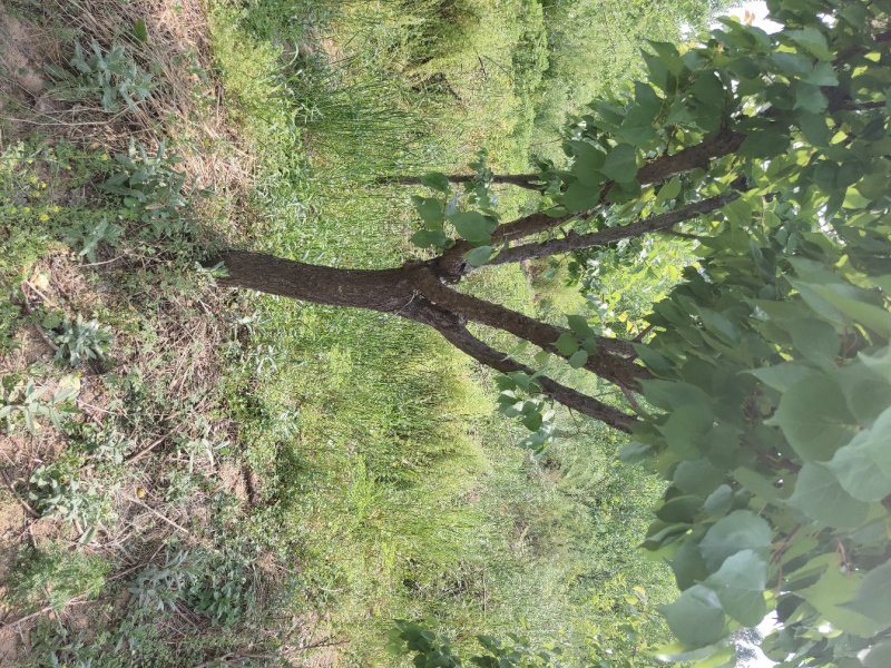 杏树