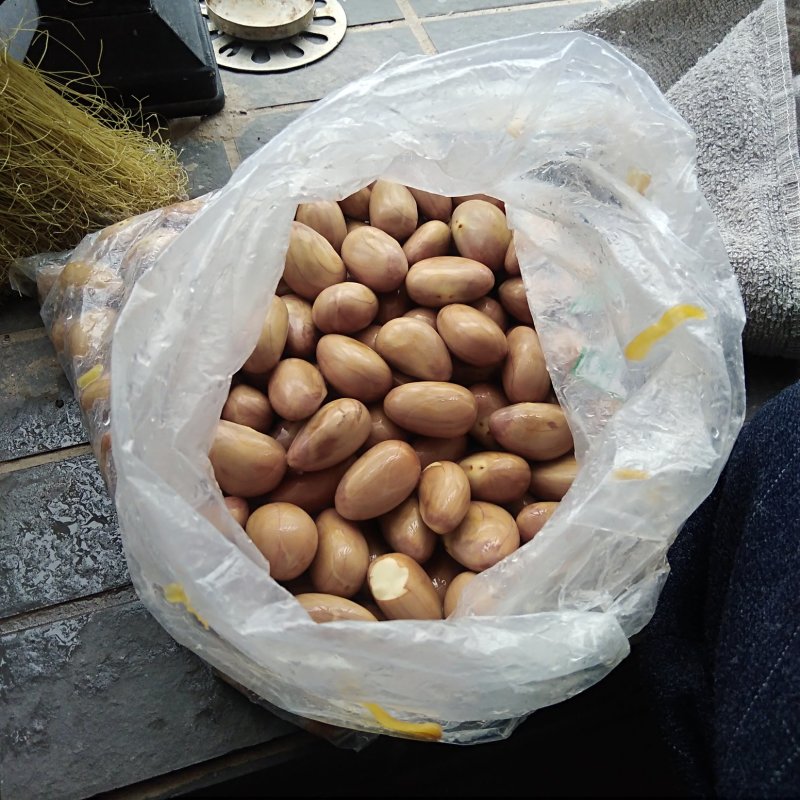 湛江菠萝蜜种子干苞