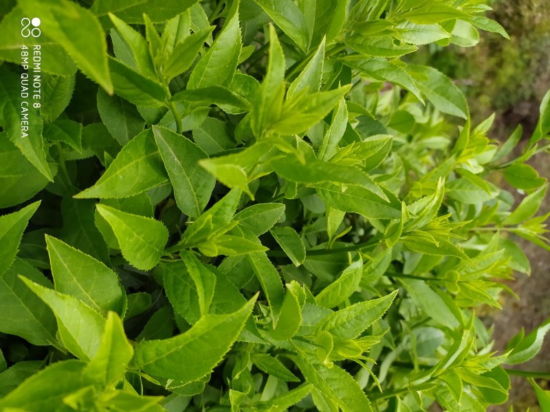 贵州毕节古夜郎野生扁核木打枪果蕤核梅花刺青刺尖