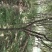 桃树