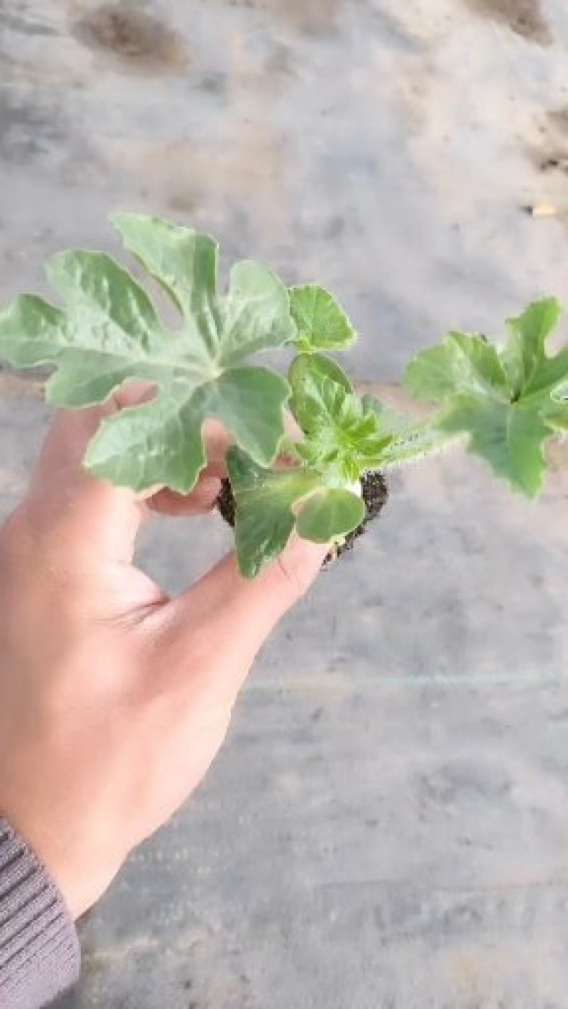 精品西瓜苗，8424嫁接西瓜苗
