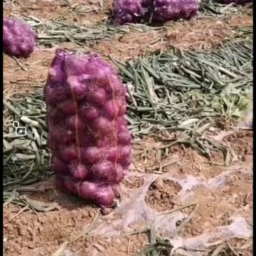 紫皮洋葱产地直销批发商采购商商超专供