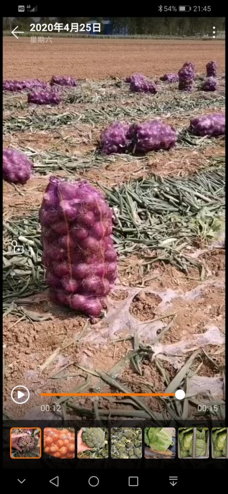 紫皮洋葱产地直销批发商采购商商超专供