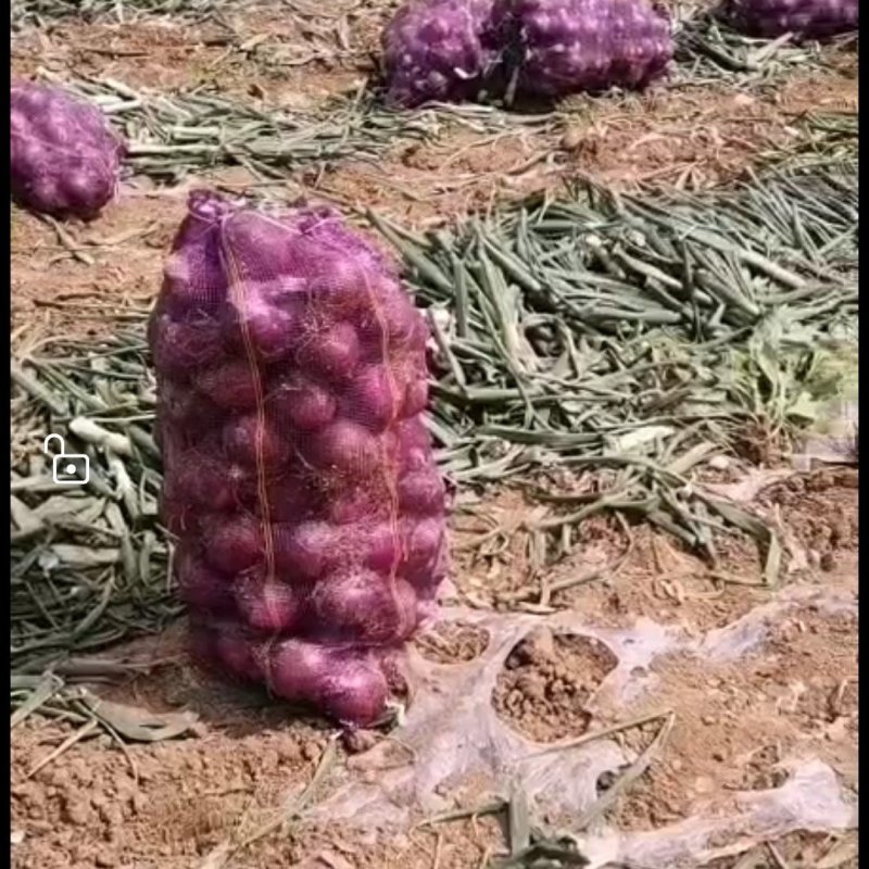 紫皮洋葱产地直销批发商采购商商超专供