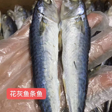 花灰鱼干，批发，量大价格从优