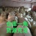 厂家生产果园防鸟网，池塘谷地防护网，规格齐全
