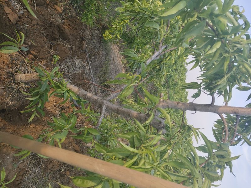 占地树苗桃树梨树