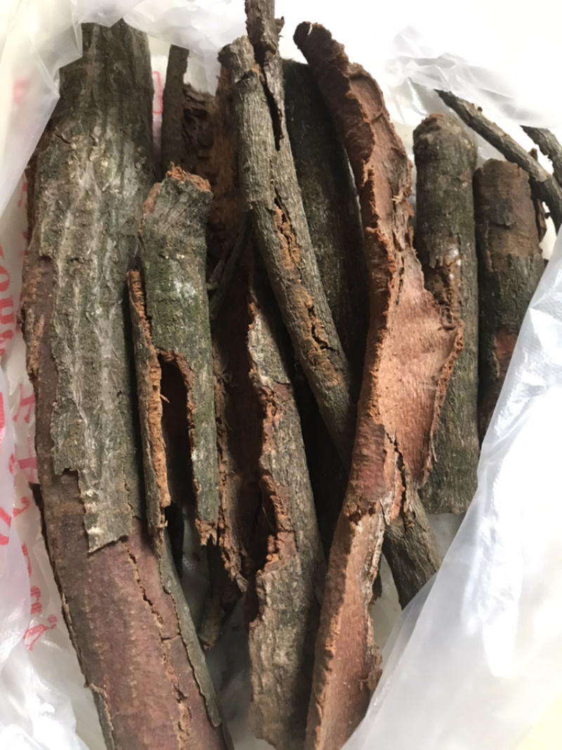 广西野生地枫皮（山八角）