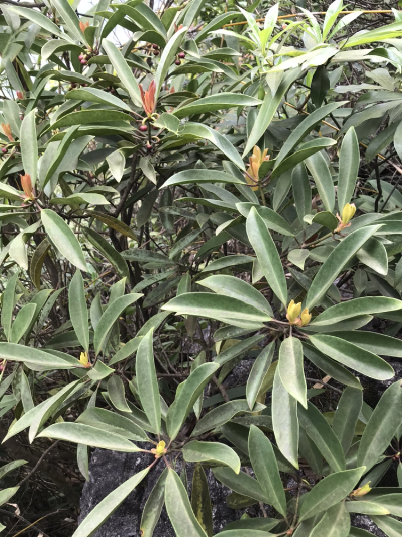 广西野生地枫皮（山八角）