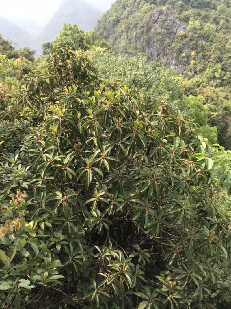 广西野生地枫皮（山八角）