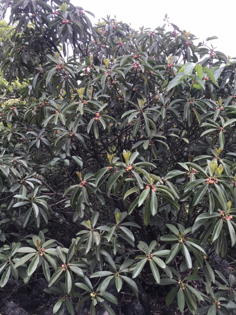 广西野生地枫皮（山八角）