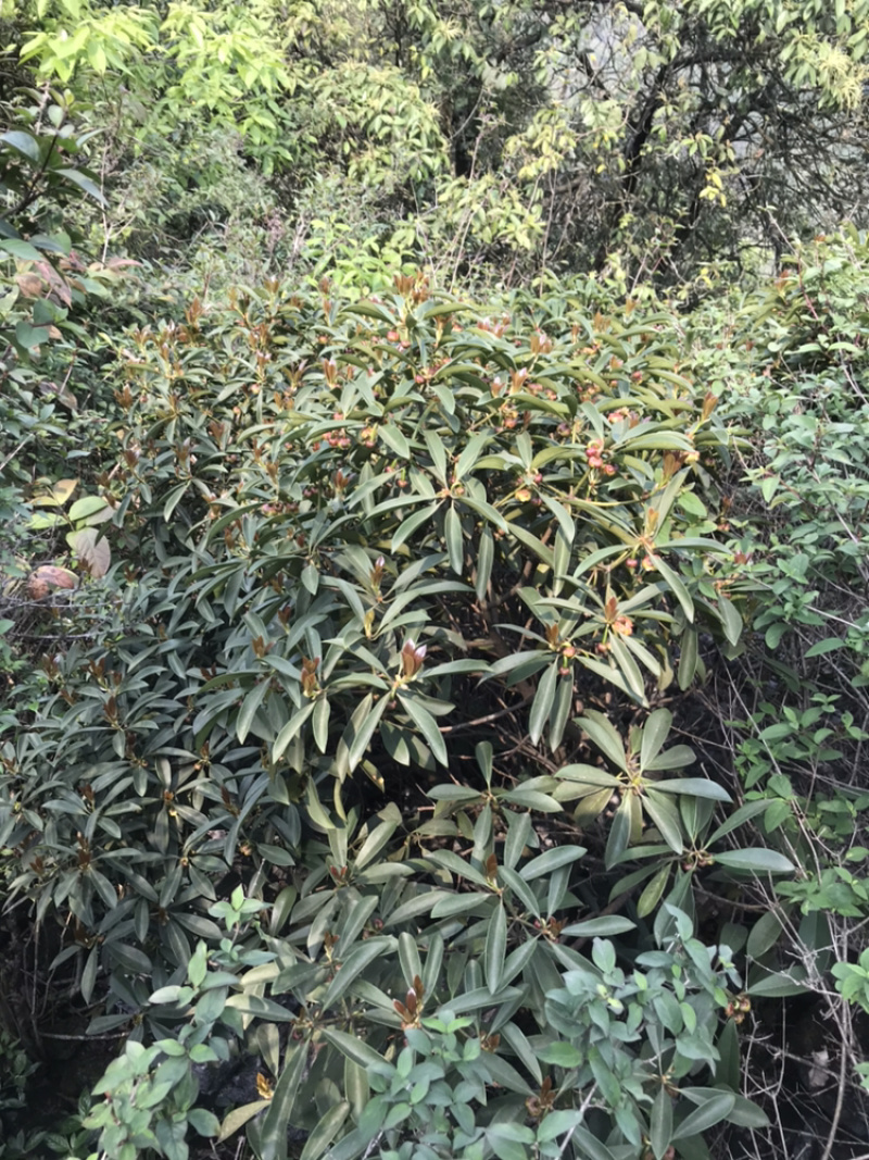 广西野生地枫皮（山八角）
