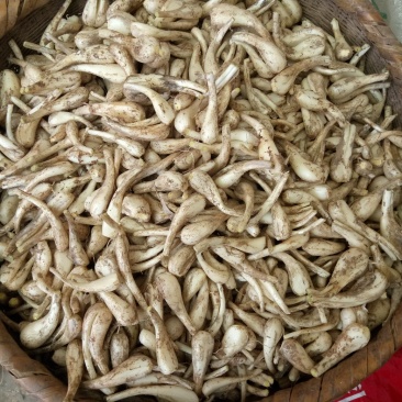南溪藠头