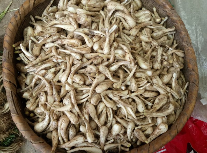 南溪藠头