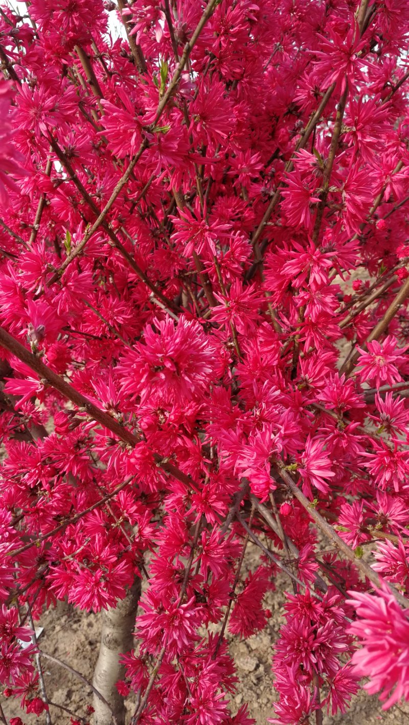菊花碧桃，别名嫣红花桃。河南鄢陵货源无中介。