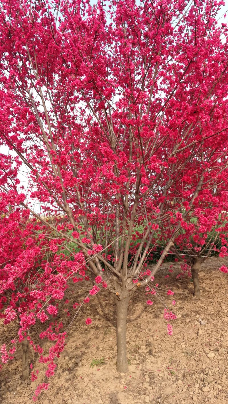 菊花碧桃，别名嫣红花桃。河南鄢陵货源无中介。