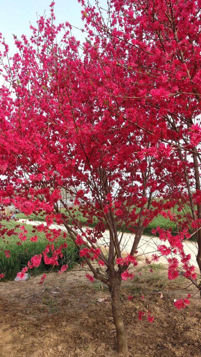菊花碧桃，别名嫣红花桃。河南鄢陵货源无中介。