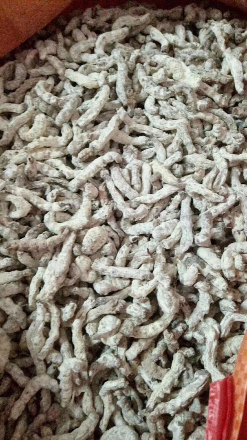 广西僵蚕僵虫质量保证