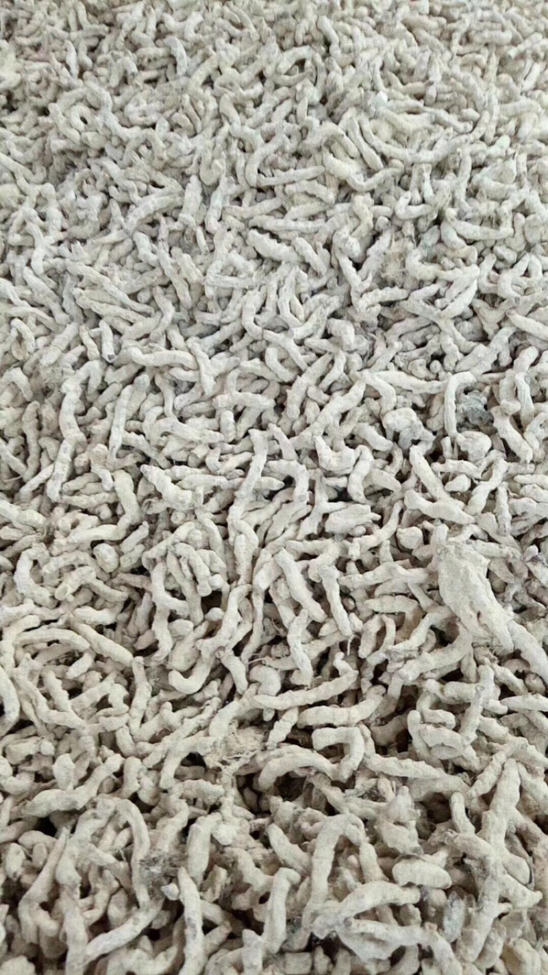 广西僵蚕僵虫质量保证