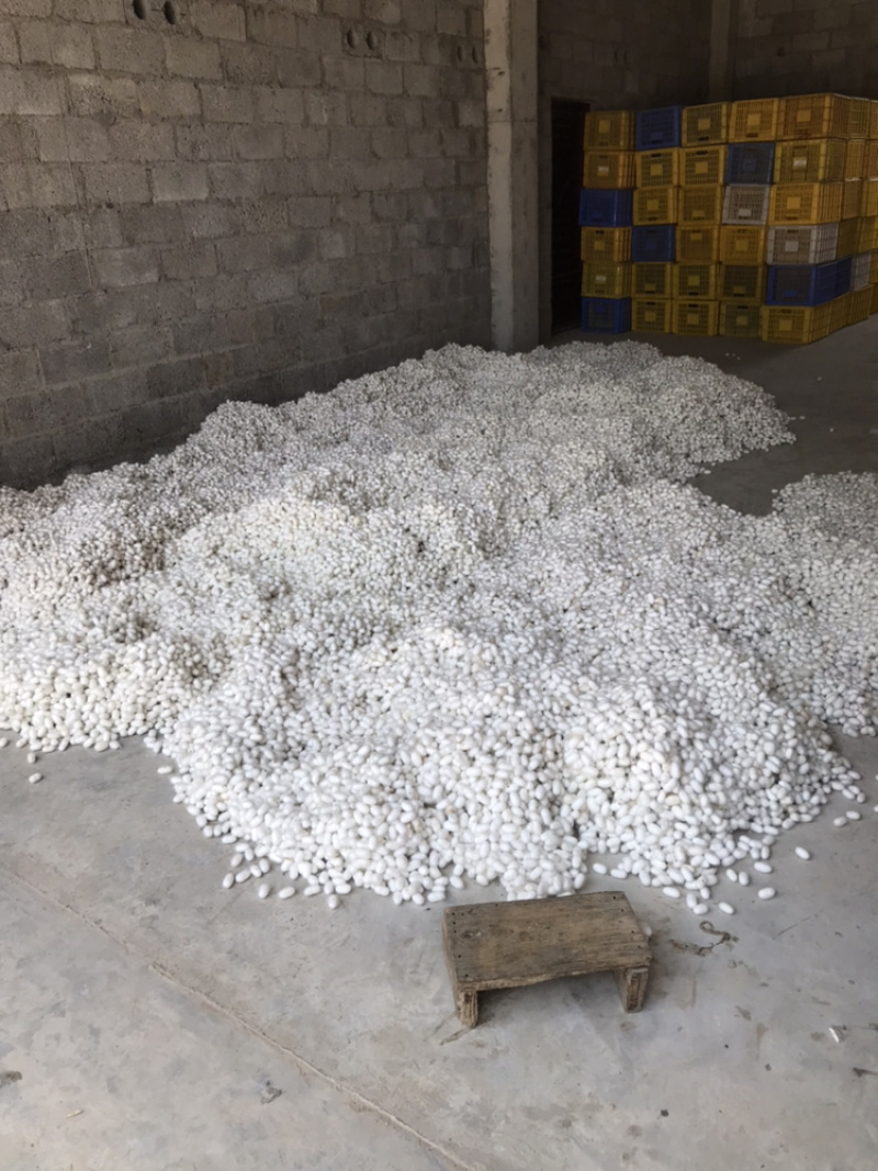 广西僵蚕僵虫质量保证