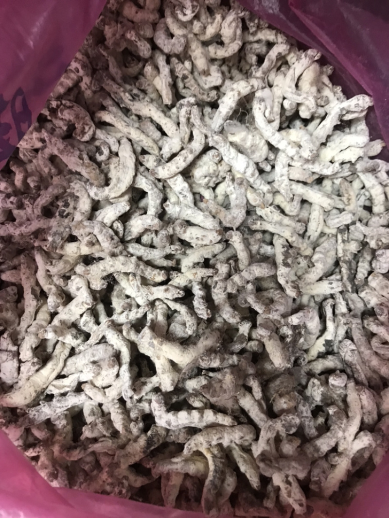 广西僵蚕僵虫质量保证