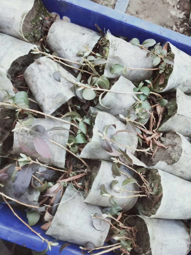 杜鹃