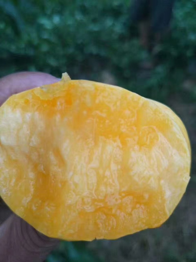 沂蒙山大棚奶油油蟠大量走货了