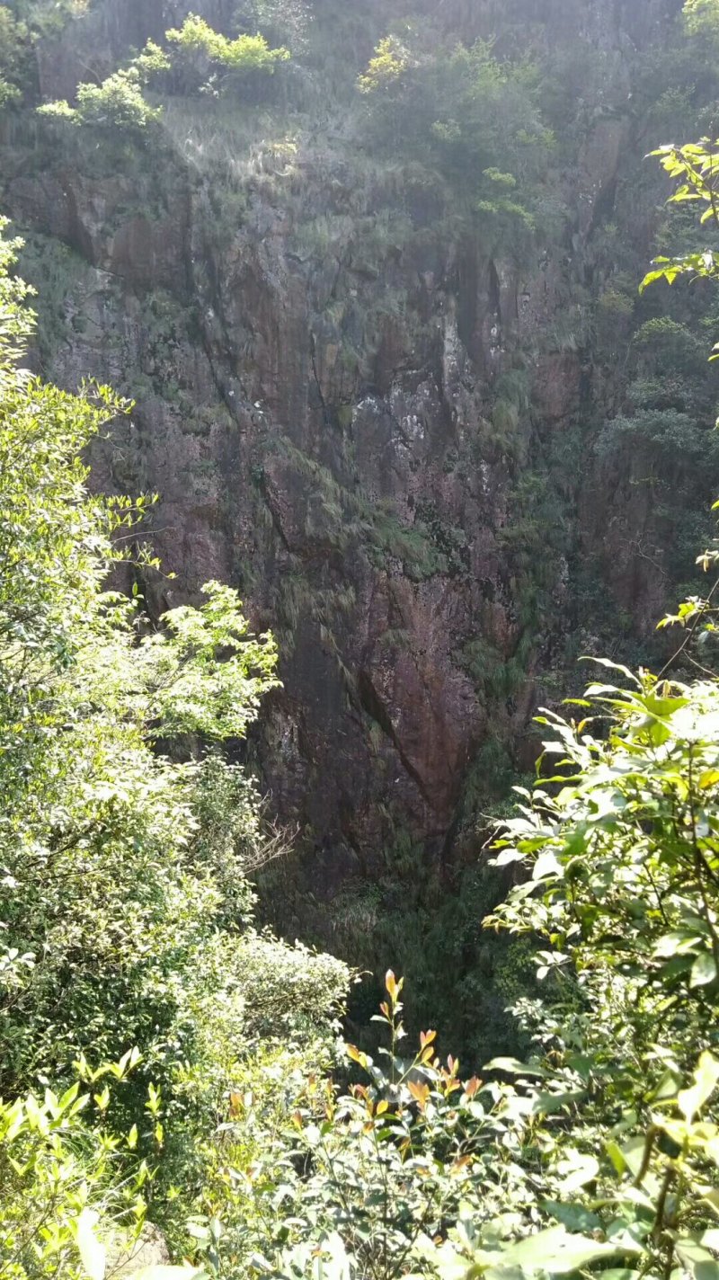 红叶独龙珠-滴水珠，野生中药材