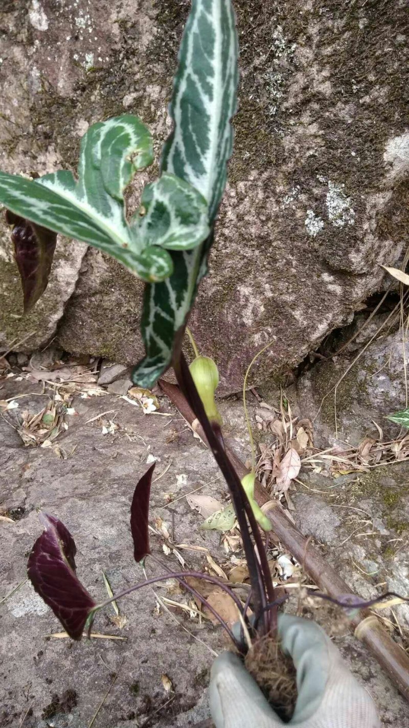 红叶独龙珠-滴水珠，野生中药材