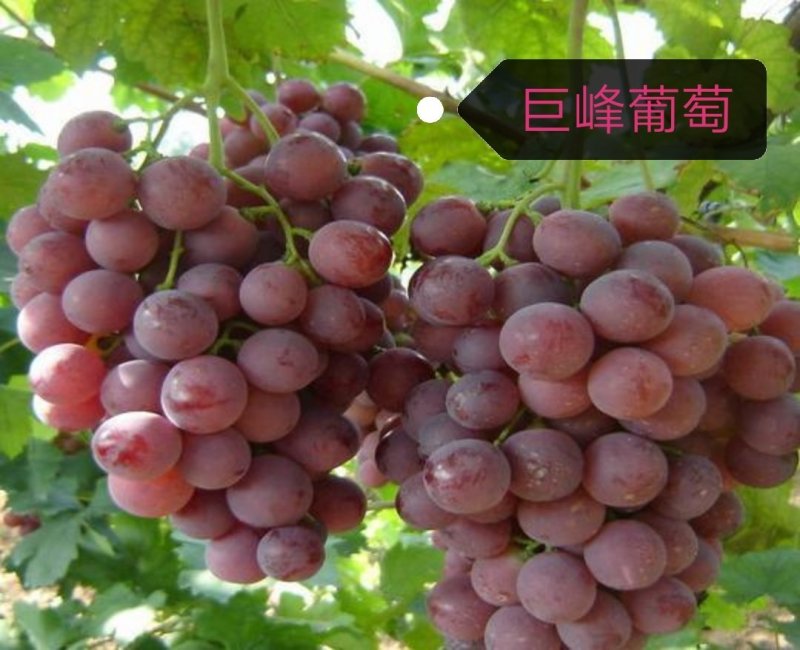 葡萄树苗巨峰葡萄苗南方北方种植树苖蓝宝石果树果苗爬藤当年
