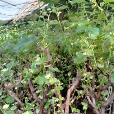 葡萄树苗巨峰葡萄苗南方北方种植树苖蓝宝石果树果苗爬藤当年