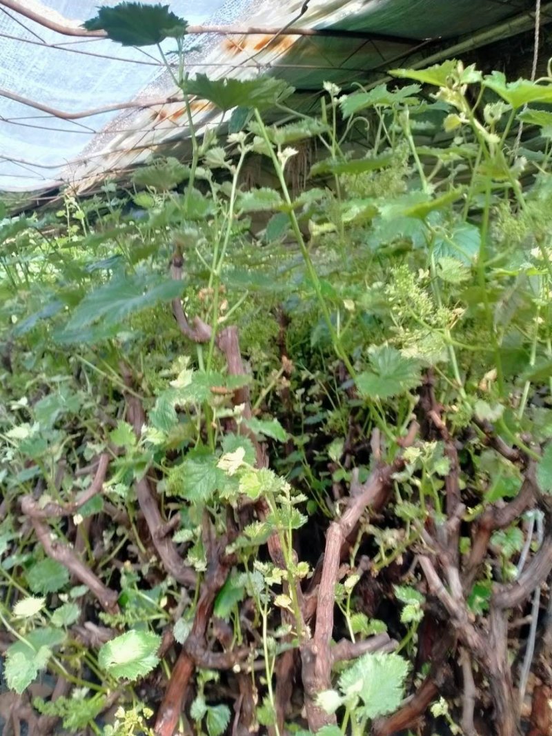 葡萄树苗巨峰葡萄苗南方北方种植树苖蓝宝石果树果苗爬藤当年