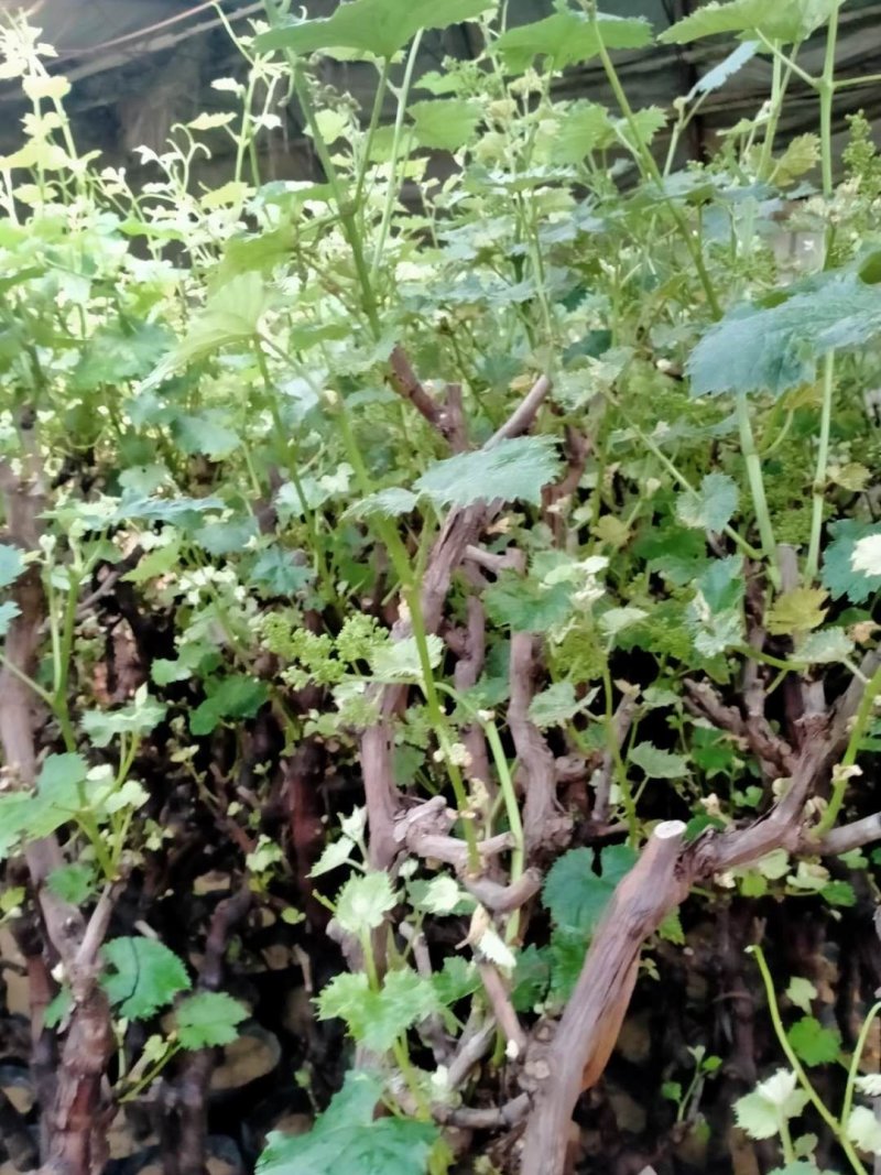 葡萄树苗巨峰葡萄苗南方北方种植树苖蓝宝石果树果苗爬藤当年