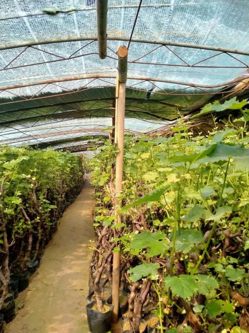 葡萄树苗巨峰葡萄苗南方北方种植树苖蓝宝石果树果苗爬藤当年
