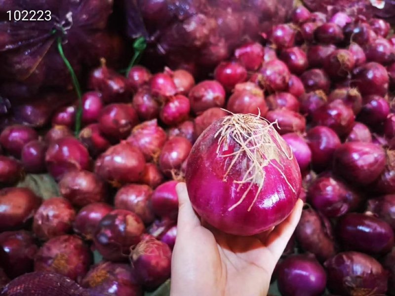 云南紫皮洋葱红皮洋葱批发一件代发5斤10斤9斤新鲜蔬包邮