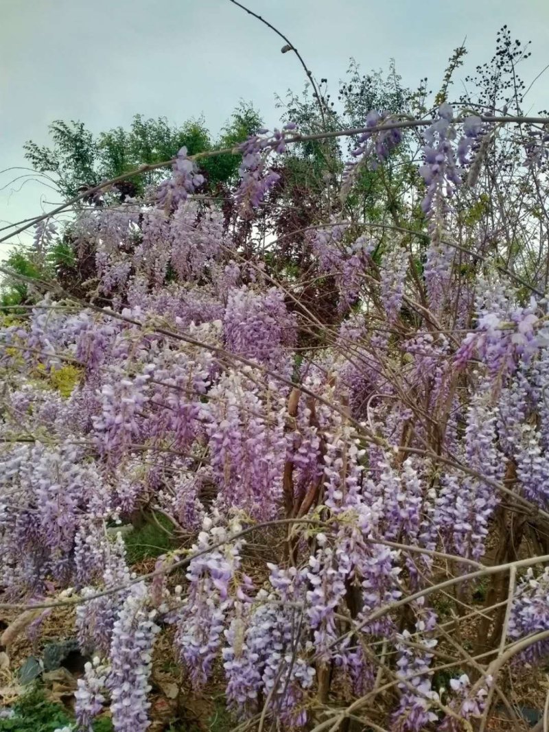 紫藤花树苗爬藤植物庭院围墙四季开花盆栽花苗绿植花卉藤蔓紫
