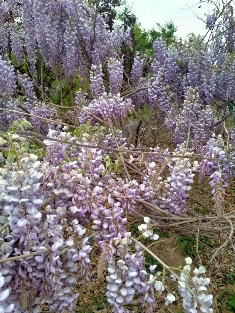 紫藤花树苗爬藤植物庭院围墙四季开花盆栽花苗绿植花卉藤蔓紫