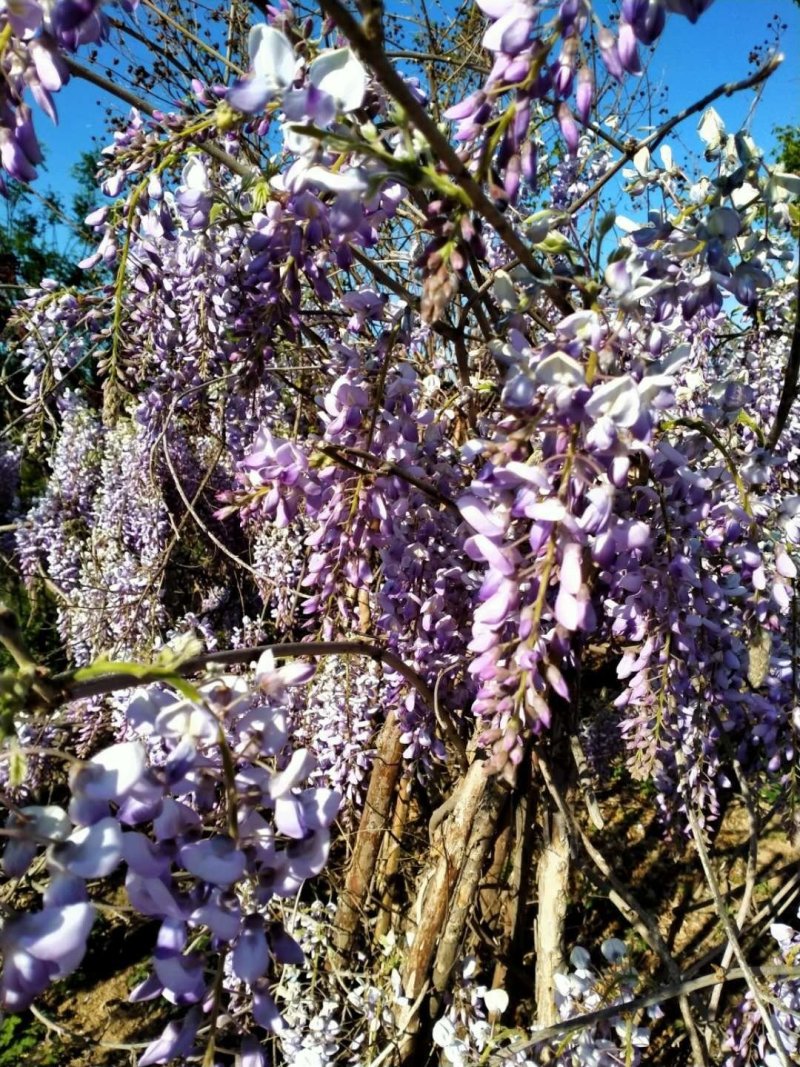 紫藤花树苗爬藤植物庭院围墙四季开花盆栽花苗绿植花卉藤蔓紫