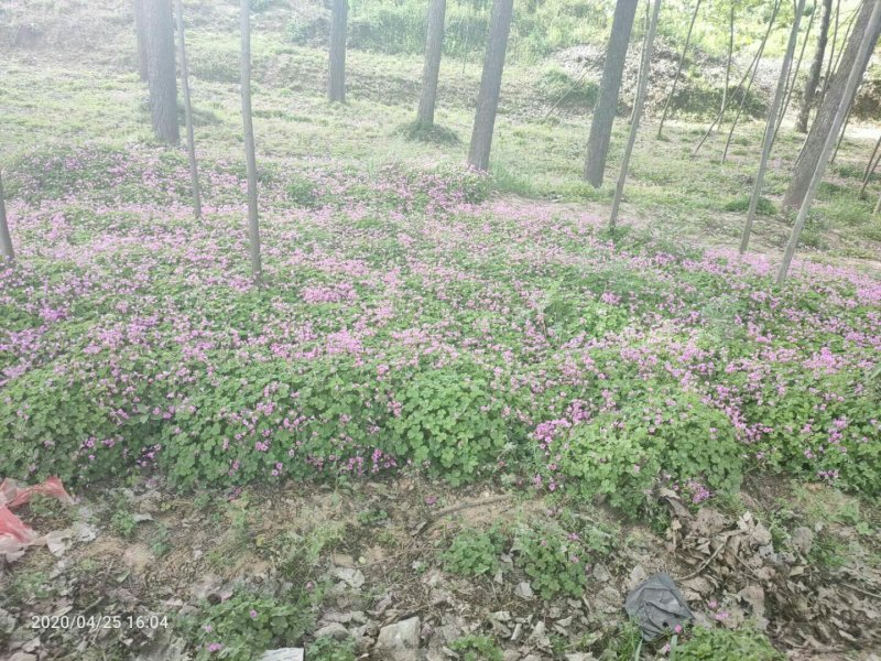 红花醡浆草