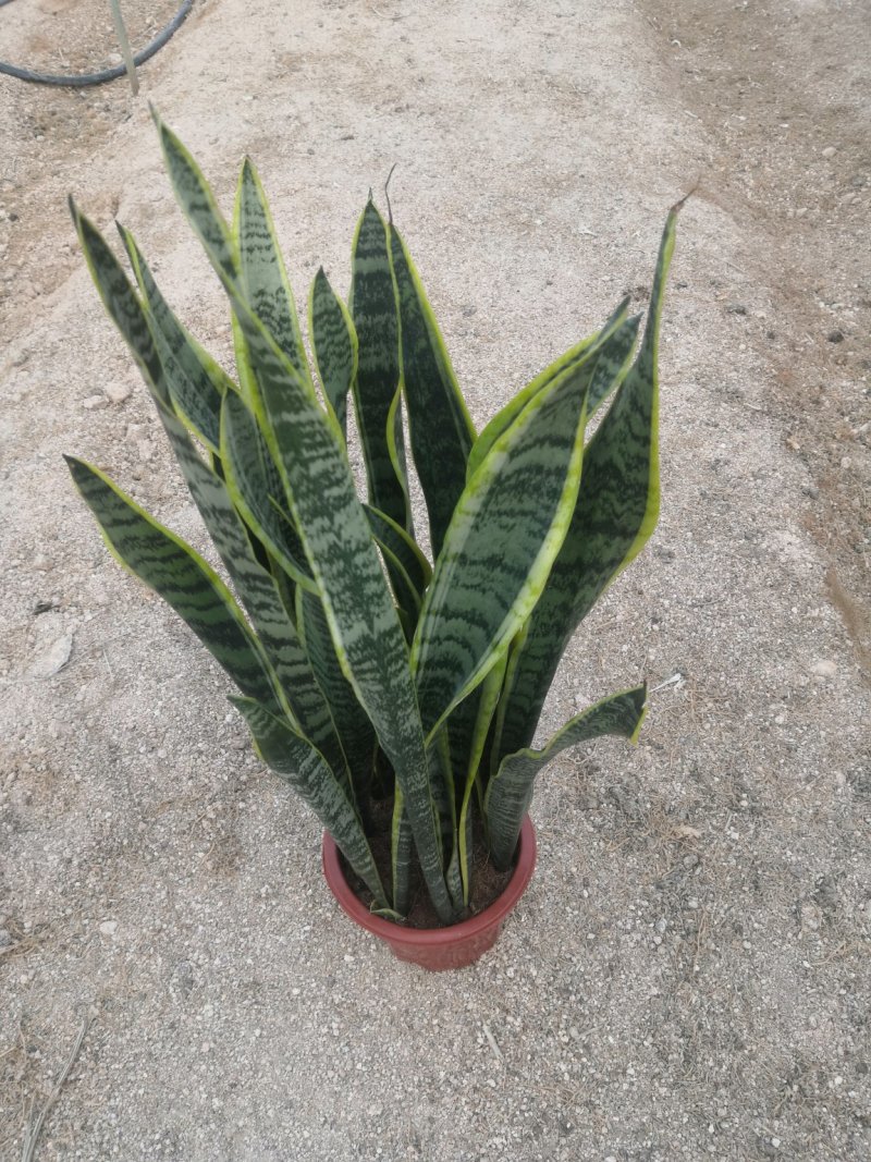 自家大棚虎皮兰清仓出
