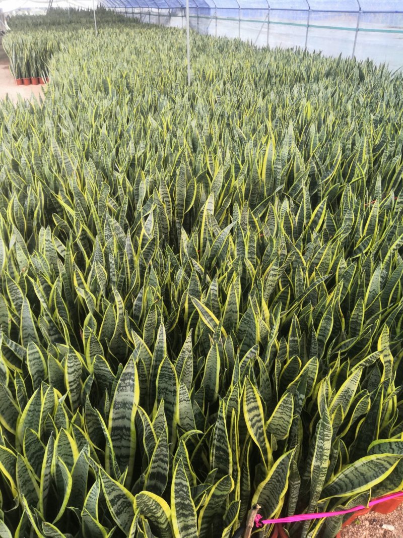 自家大棚虎皮兰清仓出